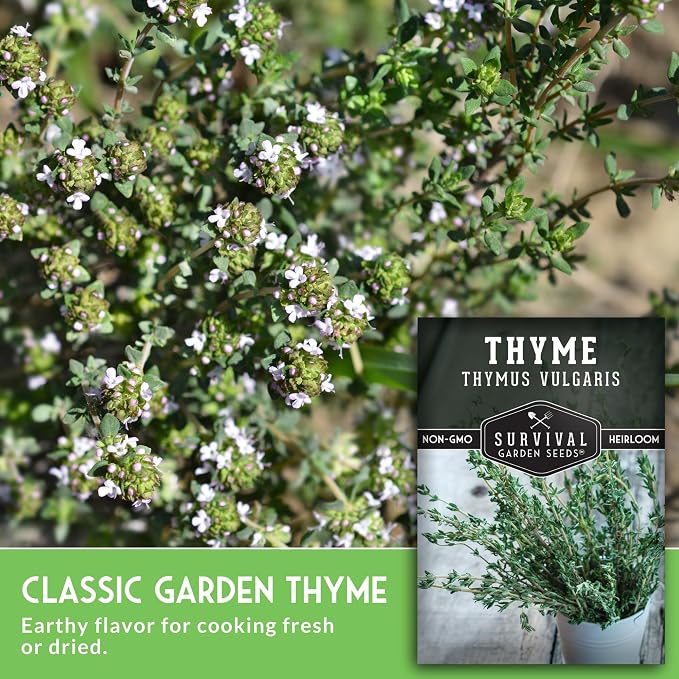 Thyme Seeds for Planting – Survival Garden Seeds (1 Pack) | English Thyme Seeds (Thymus Vulgaris) for Home Herb Gardens, Pots, and Kitchen Windowsills – Heirloom, Non-GMO
