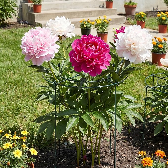 Peony Cages and Supports - 4 Pack Metal Plant Support Ring Outdoor Indoor 11.8" Dx17.7 H Round Garden Stakes with 4 Legs Heavy Potted Flower Grow Trellis for Rose Tomato Vegetables Monstera