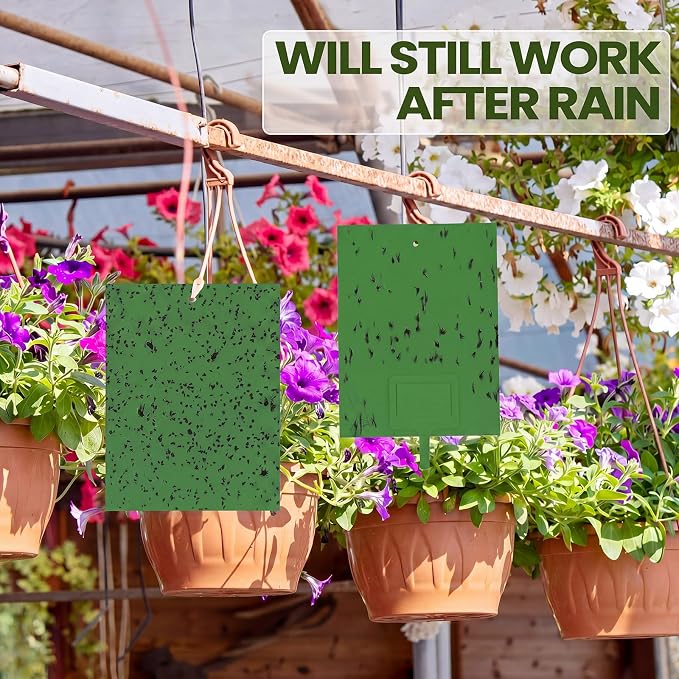 Qualirey 150 Pcs Green Sticky Traps for Gnats, 6 x 8 Inch Dual Sided Gnat Traps for Indoor Outdoor Plants, Fungus Gnat Sticky Cards for Fruit Flies Whiteflies Thrips, Twist Ties and Plastic Holders