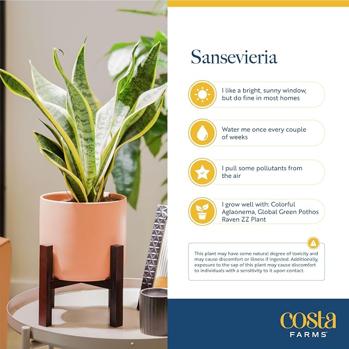Costa Farms Snake Plant, Live Plant in Decorative Pot, Easy to Maintain, Air Purifying Succulent Indoor Houseplant Assorted Variety, Home, Room, or Office Décor, 12-20 Inches Tall