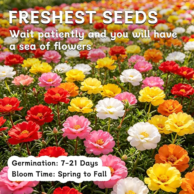 LUOJIBIE Moss Rose Seeds, 20,000+ Bulk Flower Seeds for Planting Outdoors(99% Pure Live, Non-GMO), Mixed Colors and Large Blooms, Attracts Pollinators, Easy to Grow