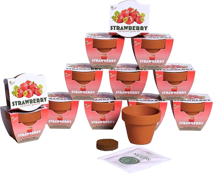 Buzzy Seeds Alpine Strawberry Grow Kit 12-Pack - Mini Terracotta Pot Grow Set - Complete Indoor/Outdoor Gardening Kit with Seeds, Coconut Husk Growing Medium & Genuine Pots - 100% Grow Guarantee