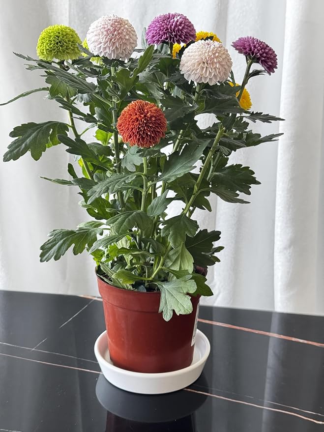 Ceramic Plant Saucer Tray 4 Pcs 4 5 Inch White, 5" OD x4.25 ID x1.18 Deep| Round Sturdy Heavy Duty Glazed Bevel Planter Drip Flower pots with Catch Basin for Indoor Outdoor Plants