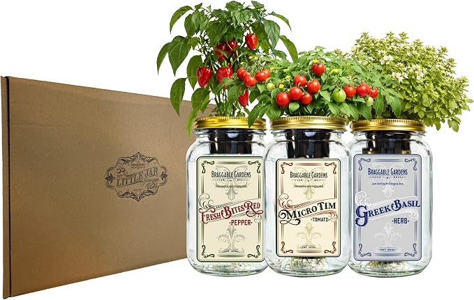 Micro Tomato Mason Jar Garden Kit (3 Pack) – Red Robin, Orange Hat & Gourmandise – Indoor Hydroponic Windowsill Tomato Grow Kit – Complete Jar Garden Starter Set
