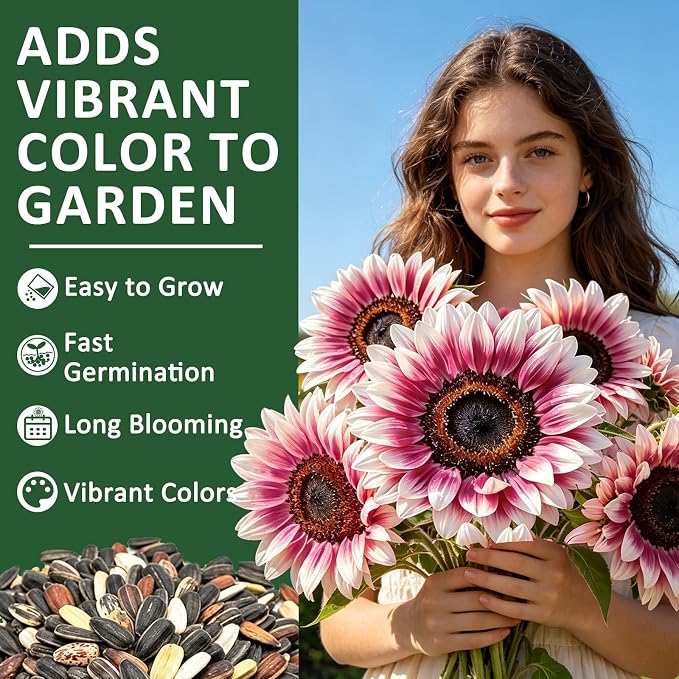300+ Sunflower Seeds for Planting – Rare Strawberry Pink Sunflower Seeds Ornamental Blooms, Open Pollinated, Easy to Grow Flower Seeds for Garden, Outdoor Planting & Landscaping 0.35 Oz