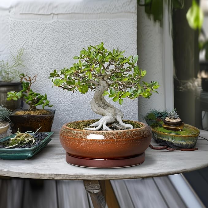 Bonsai Pots - 10 Inch Ceramic Succulent Pots with Drainage Hole and Saucer, Bonsai Planter for Indoor Outdoor, Large Shallow Planter Bowl, Office Decor, Gifts for Plant Lovers, Retro Brown