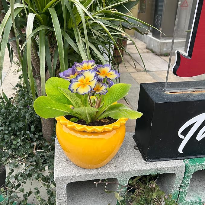 8in Self Watering Terracotta Planter - Yellow Ceramic Pot Maintenance Plant Seeder Planter for Indoor Plants African Violet