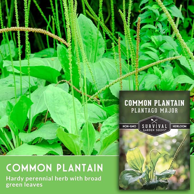 Plantain Seeds for Planting - Common Plantain (Plantago Major) Edible Broadleaf Medicinal Herb for Herbal Garden - Heirloom Non-GMO Open Pollinated - Survival Garden Seeds (1 Pack)