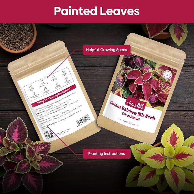 Groundio Coleus Rainbow Mix Seeds for Planting – Coleus Colorful Flower Seeds, Non-GMO Heirloom Seeds for Outdoor & Indoor Garden, Containers, Borders, Patios (Coleus scutellarioides)