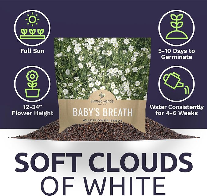 Showy Baby's Breath Seeds – Bulk Quarter Pound Bag – Over 80,000 Open Pollinated Non-GMO Wildflower Seeds – Gypsophila elegans – Quick Blooming White Flowers