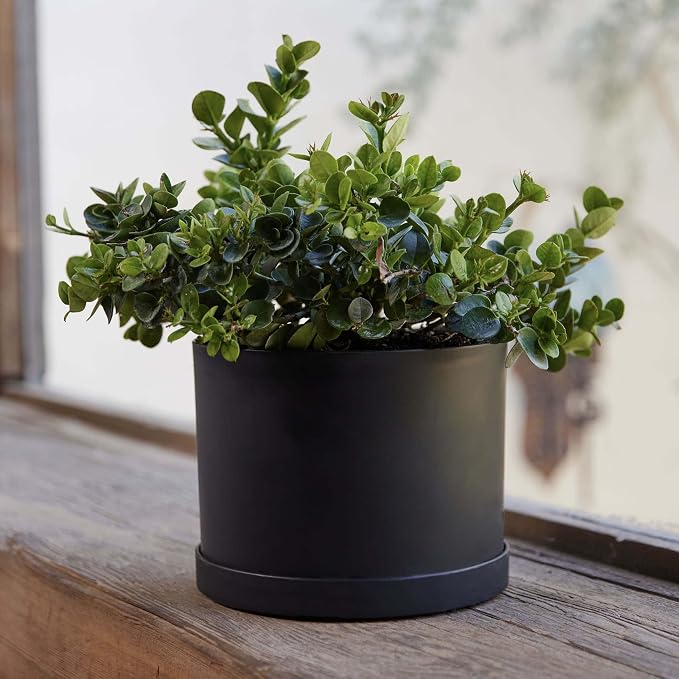 Bloem Mathers Round Planter with Saucer Tray: 6" - Black - Modern Design, Durable Plastic Pot, Removable Saucer, for Indoor & Outdoor Use, Gardening, .67 Gallon Capacity
