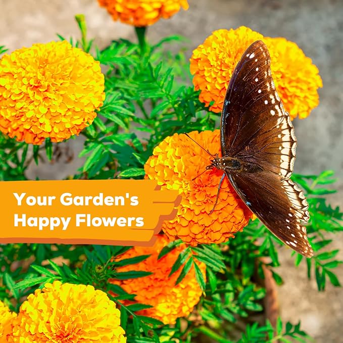 French Marigold Seeds for Planting, 1OZ 10000+ Heirloom Flower Seeds Perennial Seed Packet,Home and Garden Easy to Grow, Indoor & Outdoor Gardening, Plant & Quick Blooming