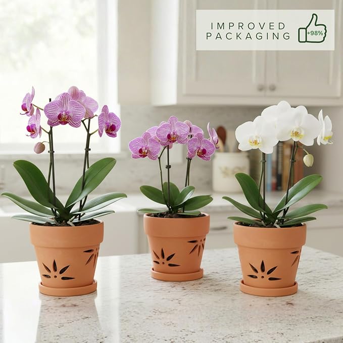 Handmade 3 Pack 6 inch Terracotta Orchid Pots with Holes and Saucers, Clay Orchid Planter Pots for Repotting, Small Terra Cotta Vase, Ceramic Plant Flower Pot Indoor Outdoor