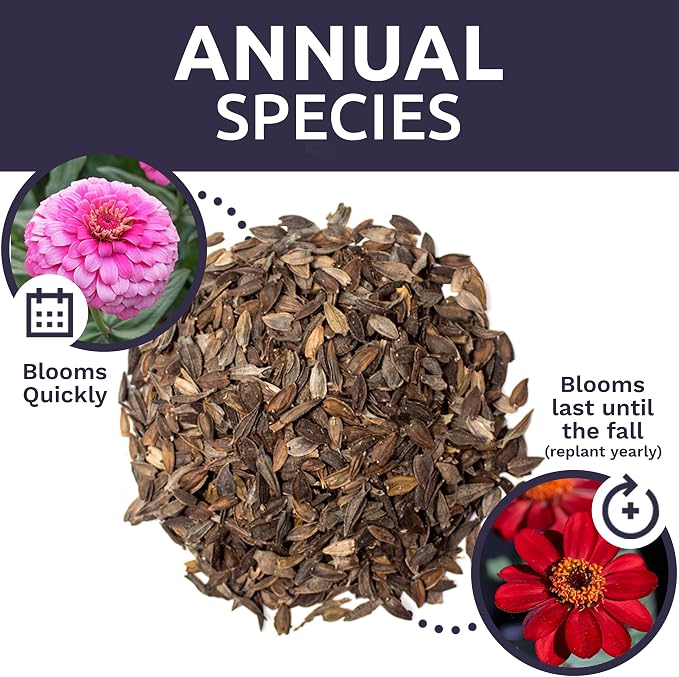 Bulk Zinnia Seeds - California Giants Mix - 5 Pounds - Over 240,000 Flower Seeds - Mixed Colors and Large Blooms
