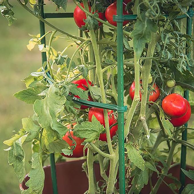 Frcctre 30 Pack 4 Ft Garden Stakes, 48 Inch Sturdy Green Plant Sticks, Plastic Coated Metal Tomato Stakes Support Plant Climbing Support for Tomatoes, Cucumber, Fences, Beans, Potted Plants