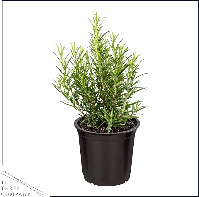 Live Herb - Assortment (4 Per Pack) – Grower's Choice Varieties, Rosemary, Eucalyptus, Mint, Lemon Balm & Other Assorted Herbs, Aromatic & Health Enhancer