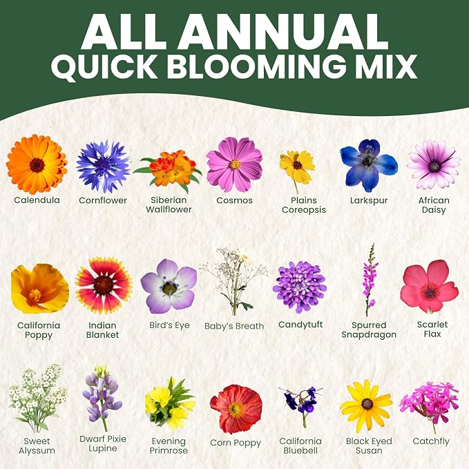 All Annual Quick Blooming Mix - 67,000 Flower Seeds for Planting - Wildflower Mix - Large 4 Ounce Packet