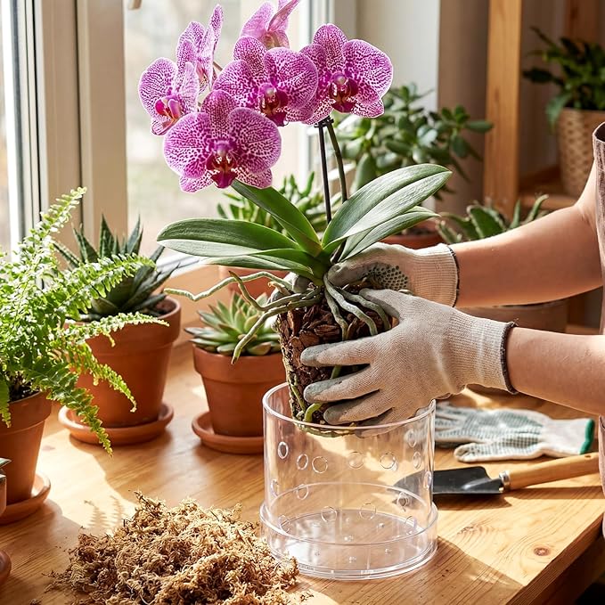 6 Inch Clear Acrylic Orchid Planter Pot with 360° Round Holes & Tray, Thick Acrylic Vented Planter for Phalaenopsis, Root Airflow, Bottom Watering & Indoor Orchid Repotting