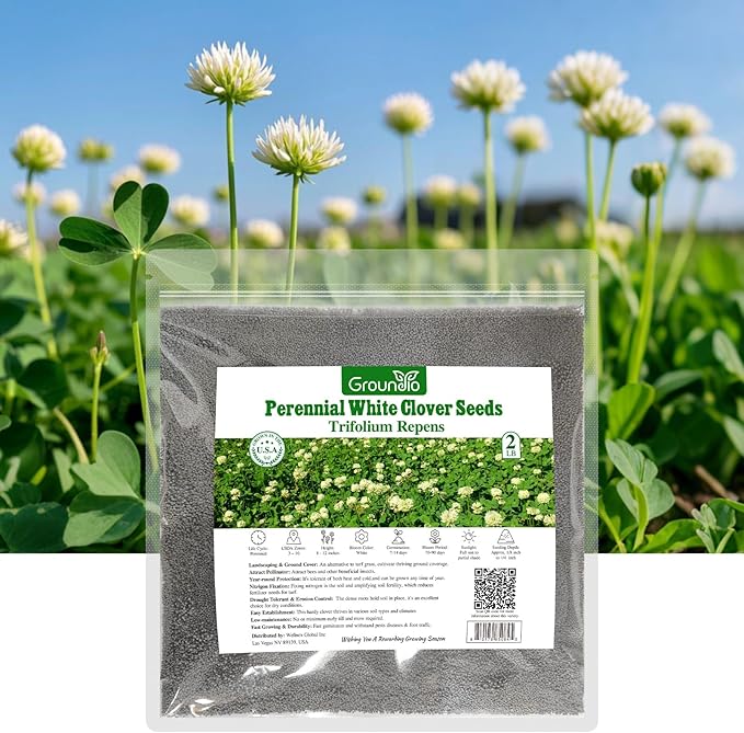 Groundio Perennial White Dutch Clover Seeds for Lawn, 2 LB Ground Cover Clover Trifolium Repens Nitrocoated and Inoculated Seeds, Attracts Pollinators