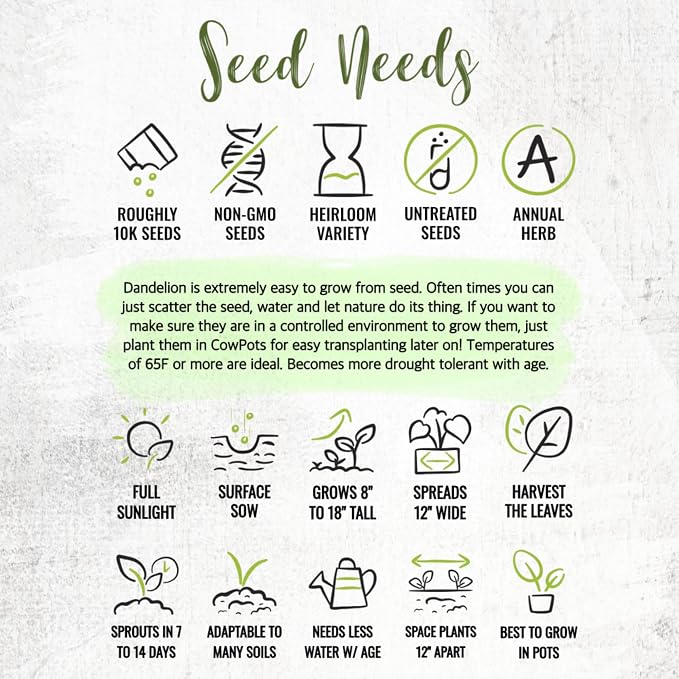 Seed Needs Dandelion Seeds 10,000 Herb Seeds Non GMO Bulk Pack