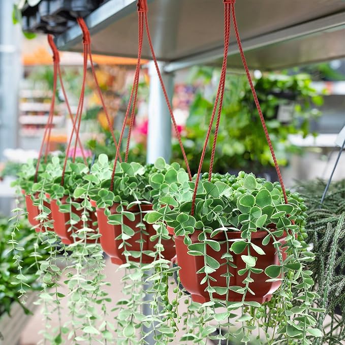 Roshtia 50 Pcs 6.7 Inch Plastic Hanging Plant Pots with Hooks Flower Pots Baskets Outdoor Hanging Nursery Planter Holder for Home Garden Balcony Porch(Brown)