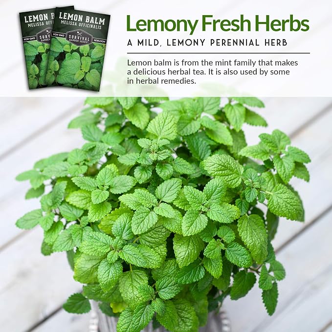 Lemon Balm Seeds for Planting - Melissa Officinalis Herb for Tea and Pollinator Gardens - Soothing Aromatic Perennial Grown Indoors or Outdoors - Heirloom, Non-GMO - Survival Garden Seeds (1 Pack)