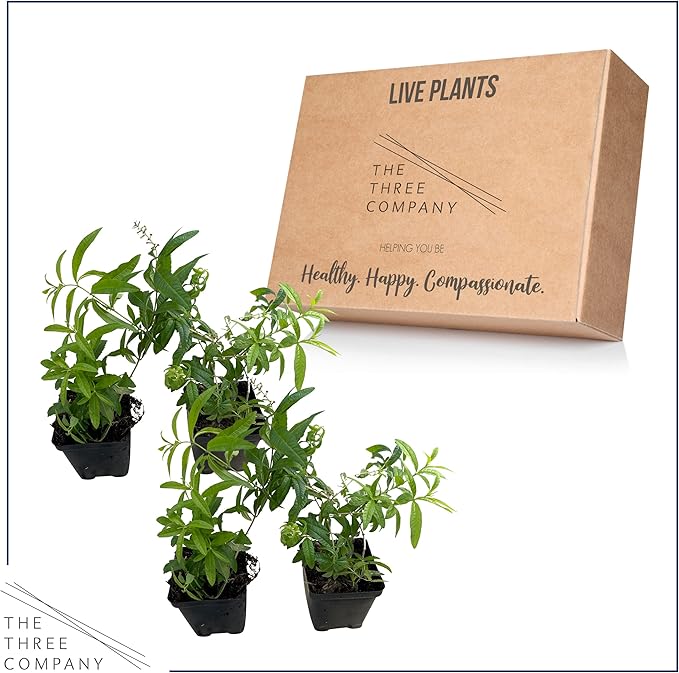 Live Herb - Lemon Verbena (4 Per Pack), Aromatic and Health Enhancer, Naturally Improves Sleep Quality, 6" Tall by 4" Wide in 1 Pint Pot