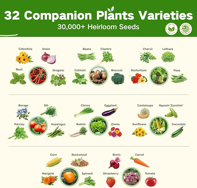 Lush&Dew Companion Plants Heirloom Seed Bank, Gardening Gifts for Women Men | 32 Varieties 30,000+ Non-GMO Vegetable Seeds for Planting in Raised Garden Bed Greenhouse, Survival Seed Kit for Food Supply