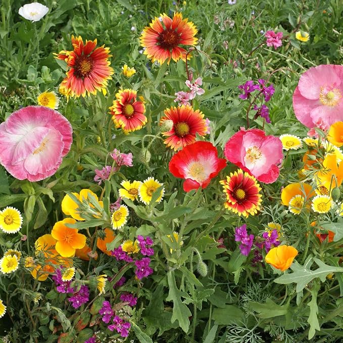 Eden Brothers Native Southwest Wildflower Seed Mix, 1/4lb,16 Desert Wild Flower Seed Varieties, 100% Pure Seed No Fillers, Bulk Wildflower Seeds for Planting Outdoors, Drought Tolerant Pollinator