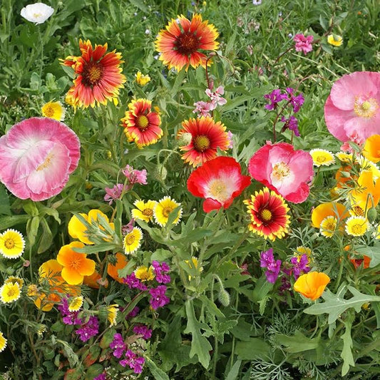 Eden Brothers Native Southwest Wildflower Seed Mix, 1oz, 16 Desert Wild Flower Seed Varieties, 100% Pure Seed No Fillers, Bulk Wildflower Seeds for Planting Outdoors, Drought Tolerant Pollinator