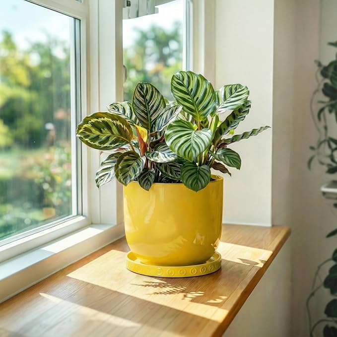 Eightpot Plant Trays for Pots 5.6 Inch, Plant Water Catcher Tray for Indoor Outdoors, Ceramic Plant Saucer, Round Plants Plate, Boho Plants Dishes to Catch Water, Decorative Flower Pot Trays, Yellow