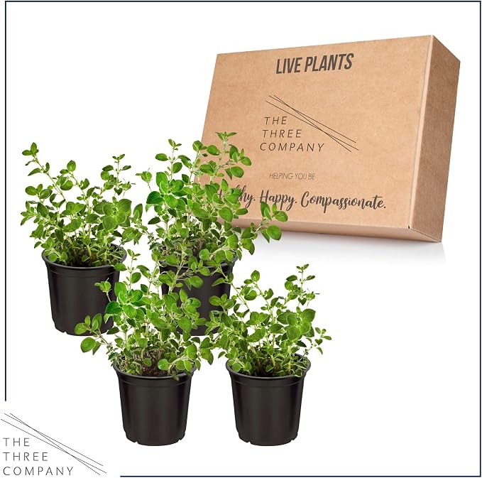 Live Herb - Oregano (4 Per Pack), Aromatic and Health Enhancer, Naturally Rich in Antioxidants, 8" Tall by 4" Wide in 1 Pint Pot