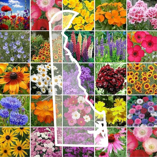 Eden Brothers Delaware Wildflower Mixed Seeds for Planting, 1 lb, 480,000+ Seeds with Sweet William, Candytuft | Attracts Pollinators, Plant in Spring or Fall, Zones