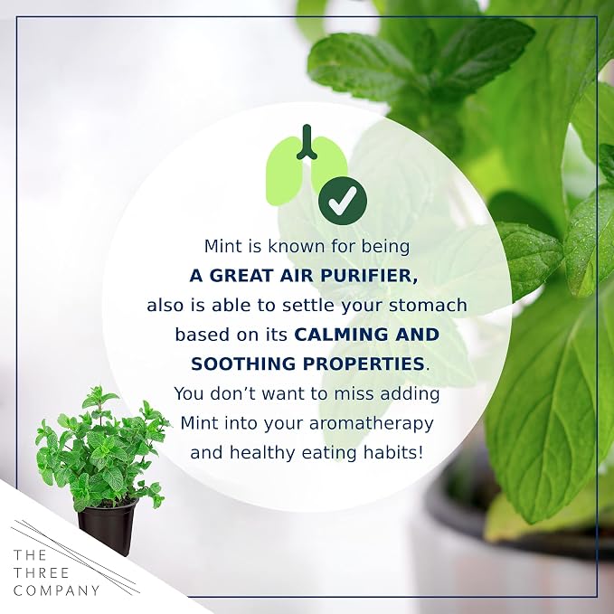 Live Herb - Mint (4 Per Pack), Aromatic and Health Enhancer, Naturally Improves Breathing and Air Quality, 8" Tall by 4" Wide