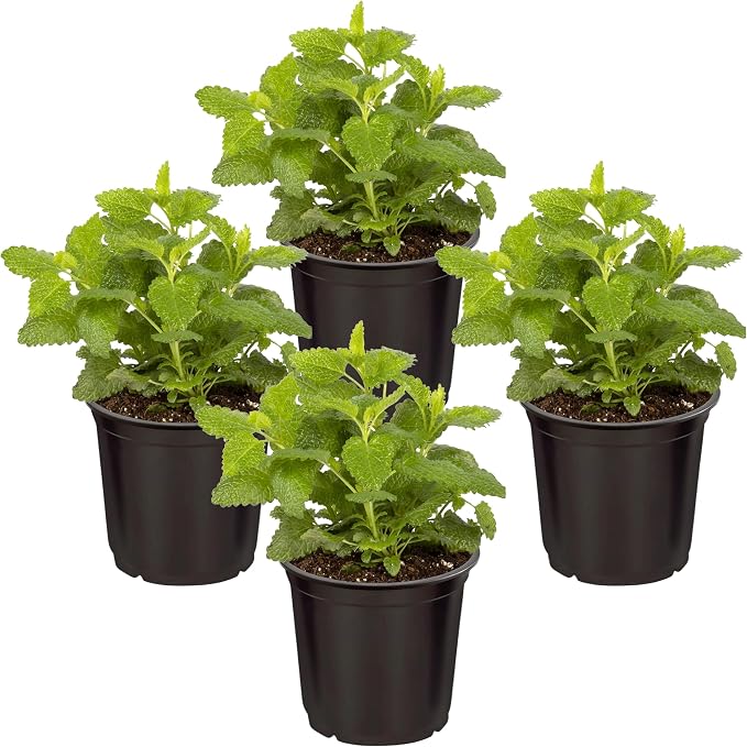 Live Herb - Lemon Balm (4 Per Pack), Aromatic and Health Enhancer, Naturally Reduces Stress and Improves Air Quality, 8" Tall by 4" Wide