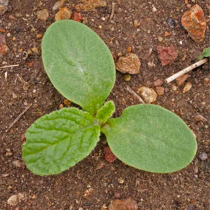 Seed Needs White Borage Seeds to Plant Heirloom Non-GMO Herbs 2 Packs