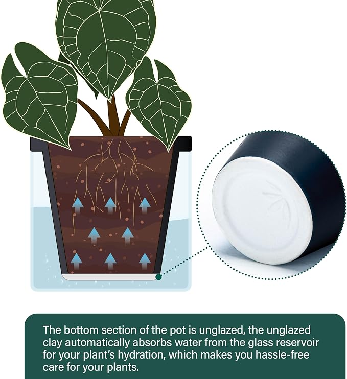 D'vine Dev 6 Inch Design Self Watering Planter for Indoor Plants, Black Terracotta Pot with Cylinder Glass Cup, Set of 2, 37-Y-B-3