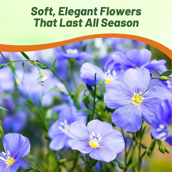 Outsidepride Blue Flax Seeds - 1/4 lb Perennial Flower Seeds for Planting, Self-Seeding, Drought-Tolerant w/Compact Growth, Ideal for Small Gardens, Meadows, Borders, or Mass Plantings