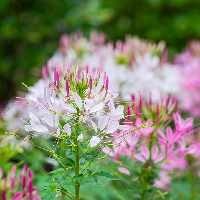 Seed Needs Cleome Seeds for Planting Mixed Annual Flowers 1 Pack