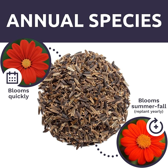 Mexican Sunflower Seeds – Extra Large Packet – Over 2,500 Open Pollinated Non-GMO Wildflower Seeds – Tithonia rotundifolia