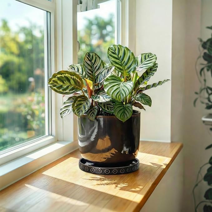 Eightpot Plant Water Catcher Tray 5.6 Inch, Ceramic Plant Saucers for Indoors Outdoors, Round Plant Trays for Pots, Modern Plants Plates to Catch Water, Decorative Plant Dishes to Catch Water, Black