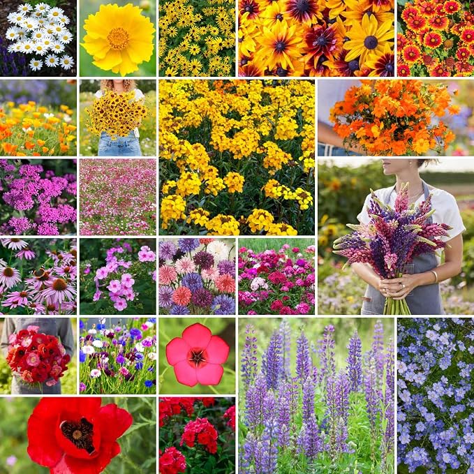 Eden Brothers Northeast Wildflower Mixed Seeds for Planting, 25 lb, 12,000,000+ Seeds with Cosmos, Candytuft, Shasta Daisy, Attracts Pollinators, Plant in Spring or Fall, Zones 3, 4, 5, 6, 7, 8, 9, 10