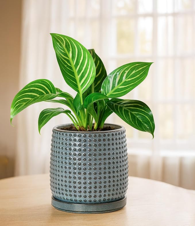 D'vine Dev 6 Inch Ceramic Beaded Stoneware Planter Pot - Flower Pot with Drainage Holes and Saucers for Indoor Succulent Plants or Flowers, Graphite Blue, 27-C-X-9