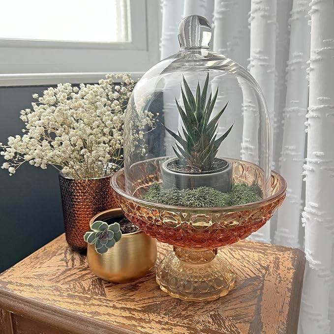 Plymor 6" x 7" Bell Jar Glass Display Dome Cloche (Small - Interior Size 5.75 inch x 5.75 inch)