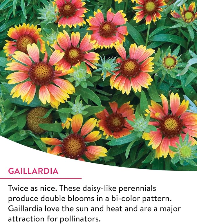 Burpee Wildflower Mix Monarch Sanctuary Seeds | 25,000 Non-GMO Seeds, 3 Types of Butterfly Weed Plus Cornflower, Lupine, Echinacea, and More | Pollinator Garden Attracts Monarch Butterflies