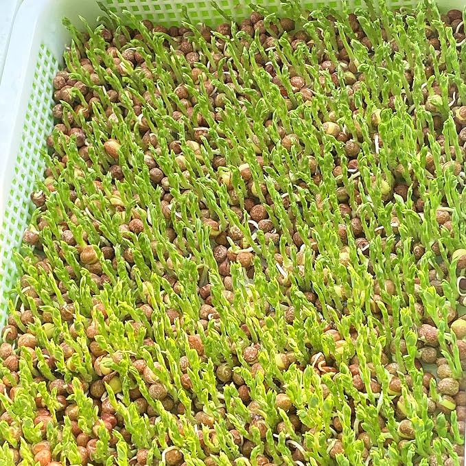 Seed Sprouting Tray, 10 Packs Microgreens Growing Trays Big Capacity Sprouts Growing Kit Soil-Free Sprouter Tray for Sprouting Seeds, Beans, Wheatgrass (Without Lids)
