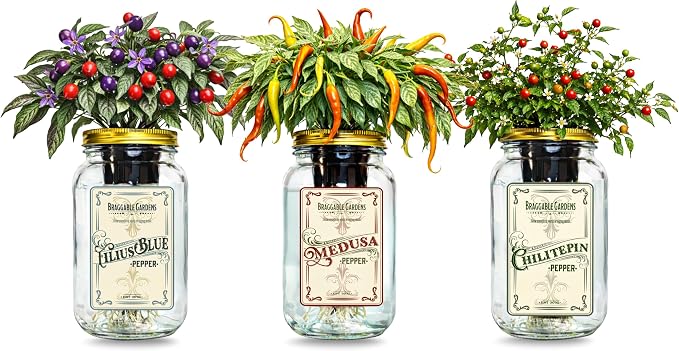Rare Pepper Mason Jar Garden Kit (3 Pack) – Medusa, Filius Blue & Chiltepin Peppers – Indoor Hydroponic Pepper Grow Kit – Unique Ornamental & Edible Pepper Plants for Windowsill Gardening