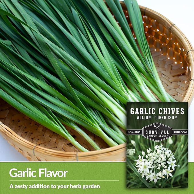 Garlic Chives Seeds for Planting - Heirloom Perennial Chinese Herb - Survival Garden Seeds (1 Pack)