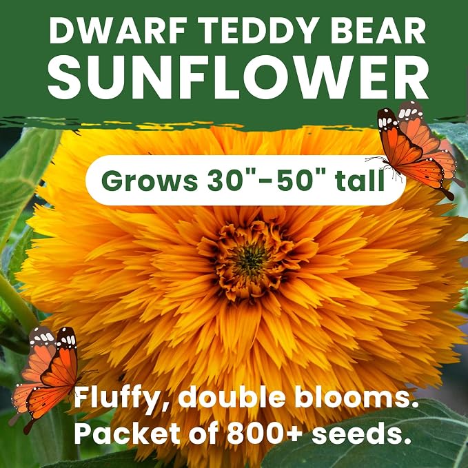 800+ Giant Teddy Bear Sunflower Seeds – Fluffy Double Yellow Petals – Extra Large Blooms, Open Pollinated, Easy to Grow for Outdoor Garden (Teddy Bear Sunflower)