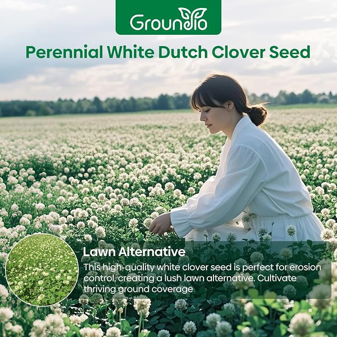 Groundio Perennial White Dutch Clover Seeds for Lawn, 2 LB Ground Cover Clover Trifolium Repens Nitrocoated and Inoculated Seeds, Attracts Pollinators
